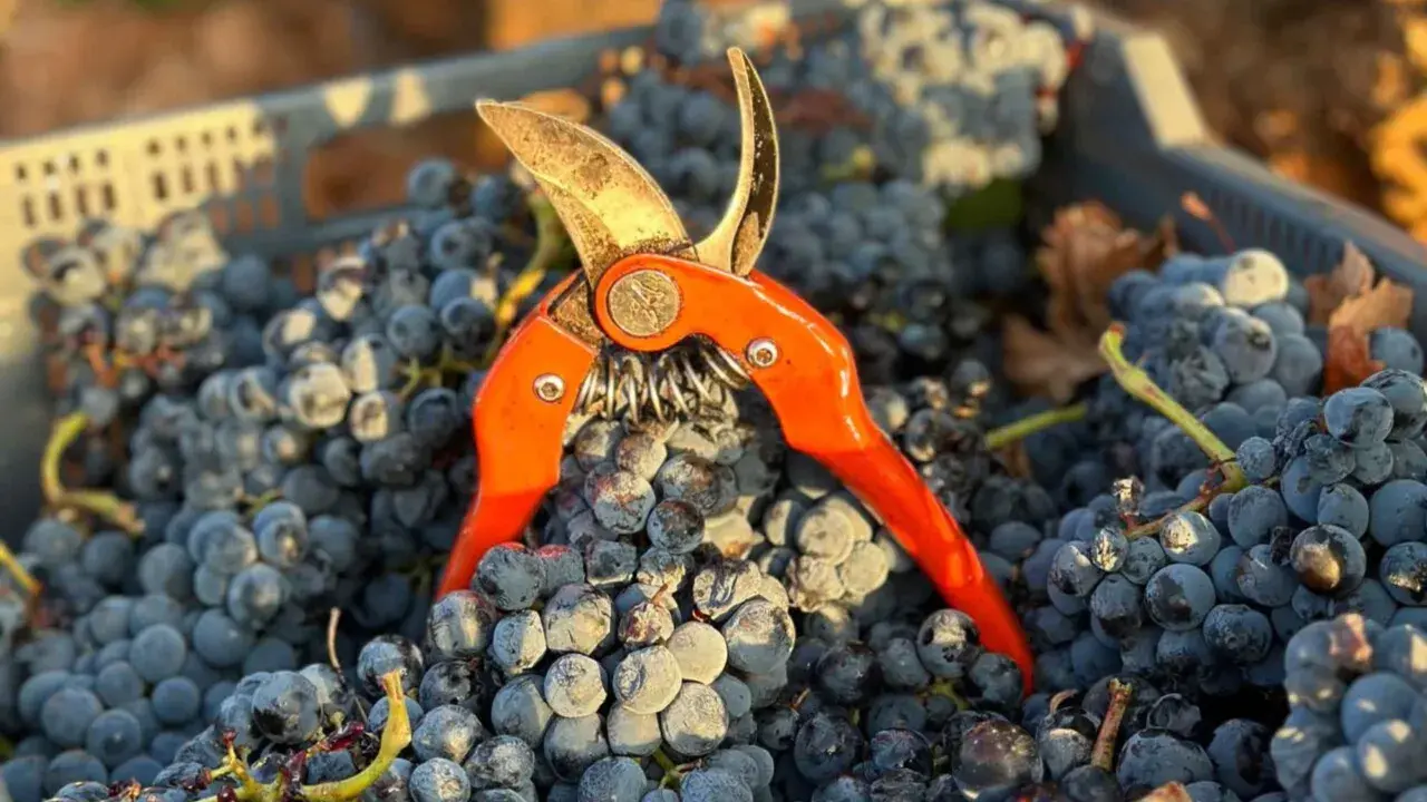 Tijeras de vendimia sobre uvas tintas recién cosechadas, listas para elaborar vinos con denominación de origen Almansa.