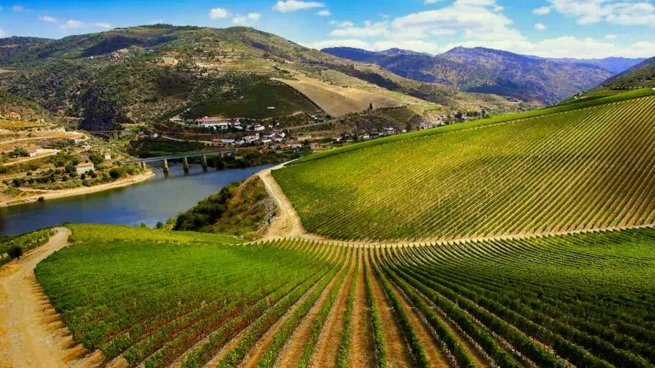 Viñedos en terrazas que descienden hacia un río, con colinas verdes y un puente al fondo. Paisaje típico de la ribera del Duero.