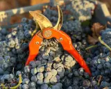Tijeras de vendimia sobre uvas tintas recién cosechadas, listas para elaborar vinos con denominación de origen Almansa.