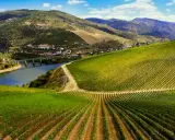 Viñedos en terrazas que descienden hacia un río, con colinas verdes y un puente al fondo. Paisaje típico de la ribera del Duero.