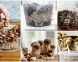 Cultivar champiñones a partir de un champiñón: cultivo en bloques, micelio en recipientes y cosecha de hongos.