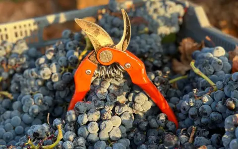 Tijeras de vendimia sobre uvas tintas recién cosechadas, listas para elaborar vinos con denominación de origen Almansa.
