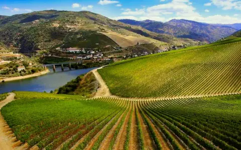 Viñedos en terrazas que descienden hacia un río, con colinas verdes y un puente al fondo. Paisaje típico de la ribera del Duero.