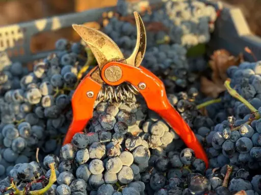 Tijeras de vendimia sobre uvas tintas recién cosechadas, listas para elaborar vinos con denominación de origen Almansa.