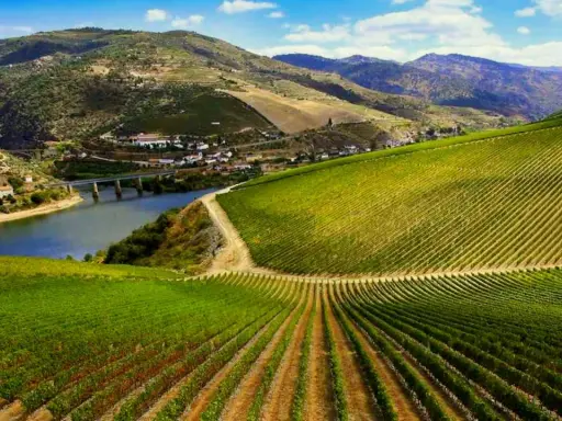 Viñedos en terrazas que descienden hacia un río, con colinas verdes y un puente al fondo. Paisaje típico de la ribera del Duero.