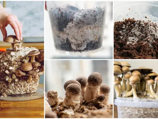 Cultivar champiñones a partir de un champiñón: cultivo en bloques, micelio en recipientes y cosecha de hongos.