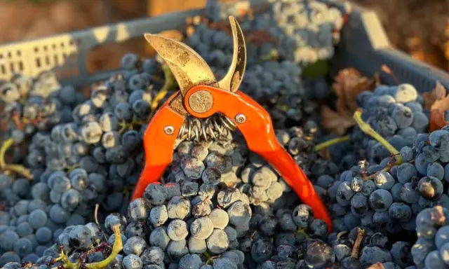 Tijeras de vendimia sobre uvas tintas recién cosechadas, listas para elaborar vinos con denominación de origen Almansa.