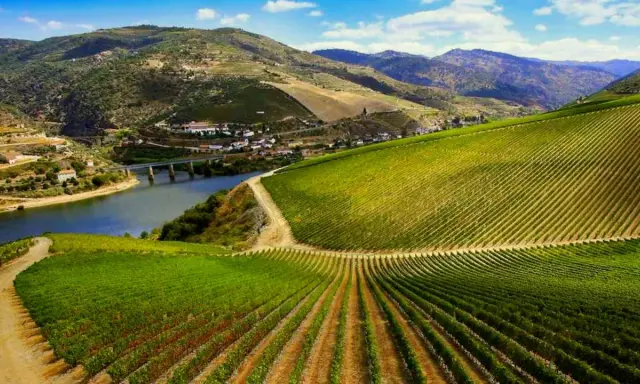 Viñedos en terrazas que descienden hacia un río, con colinas verdes y un puente al fondo. Paisaje típico de la ribera del Duero.