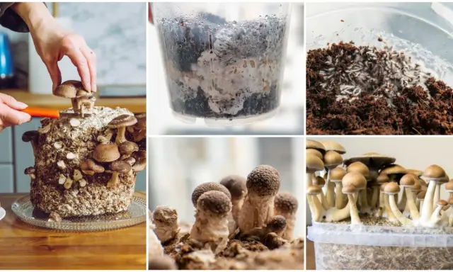 Cultivar champiñones a partir de un champiñón: cultivo en bloques, micelio en recipientes y cosecha de hongos.