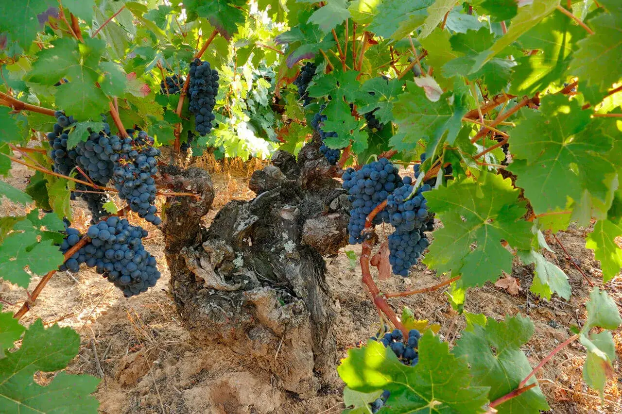 Racimos de uva tinto fino cuelgan de una vid vieja y retorcida, con hojas verdes y tierra seca alrededor.