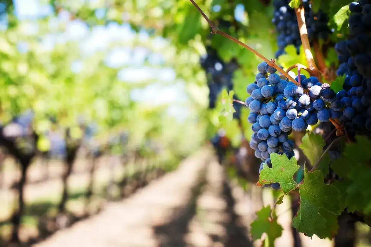 Racimos de uvas moradas maduras cuelgan en una vi&ntilde;a, listos para la vendimia. El sol ilumina las hojas verdes y el camino de tierra.