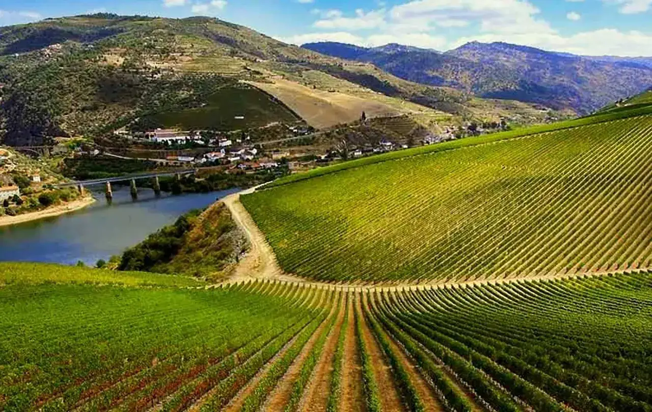 Vi&ntilde;edos en terrazas que descienden hacia un r&iacute;o, con un puente y casas al fondo. La tinta del pa&iacute;s madura bajo el sol, prometiendo un gran vino.