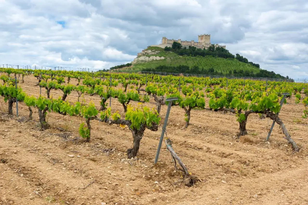 Vi&ntilde;edos en la ribera del Duero, con un castillo imponente en la colina.