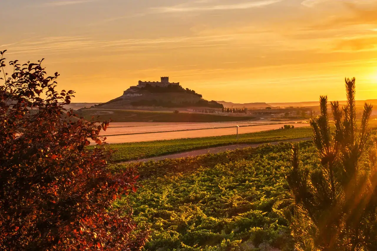 Atardecer dorado sobre un castillo en una colina, rodeado de vi&ntilde;edos en la ribera del Duero.