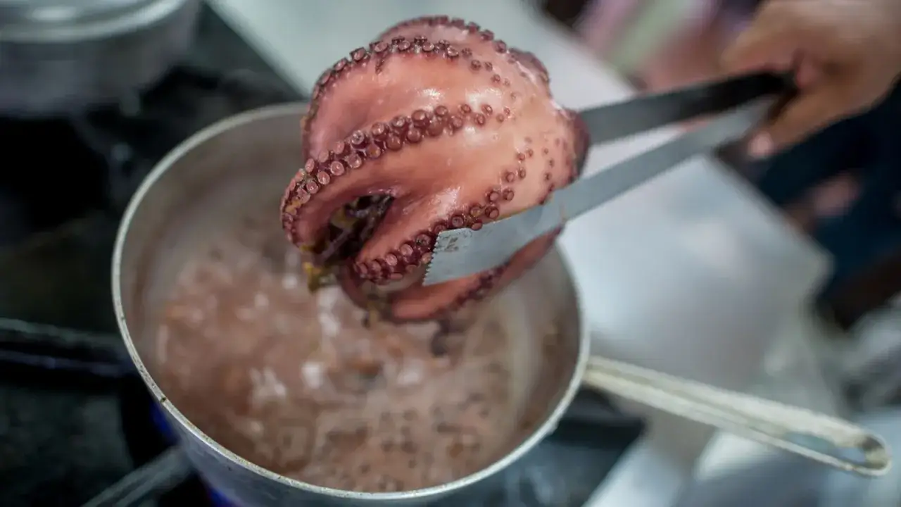 Un pulpo cocido, rosado y con sus ventosas visibles, es retirado de una olla con pinzas.