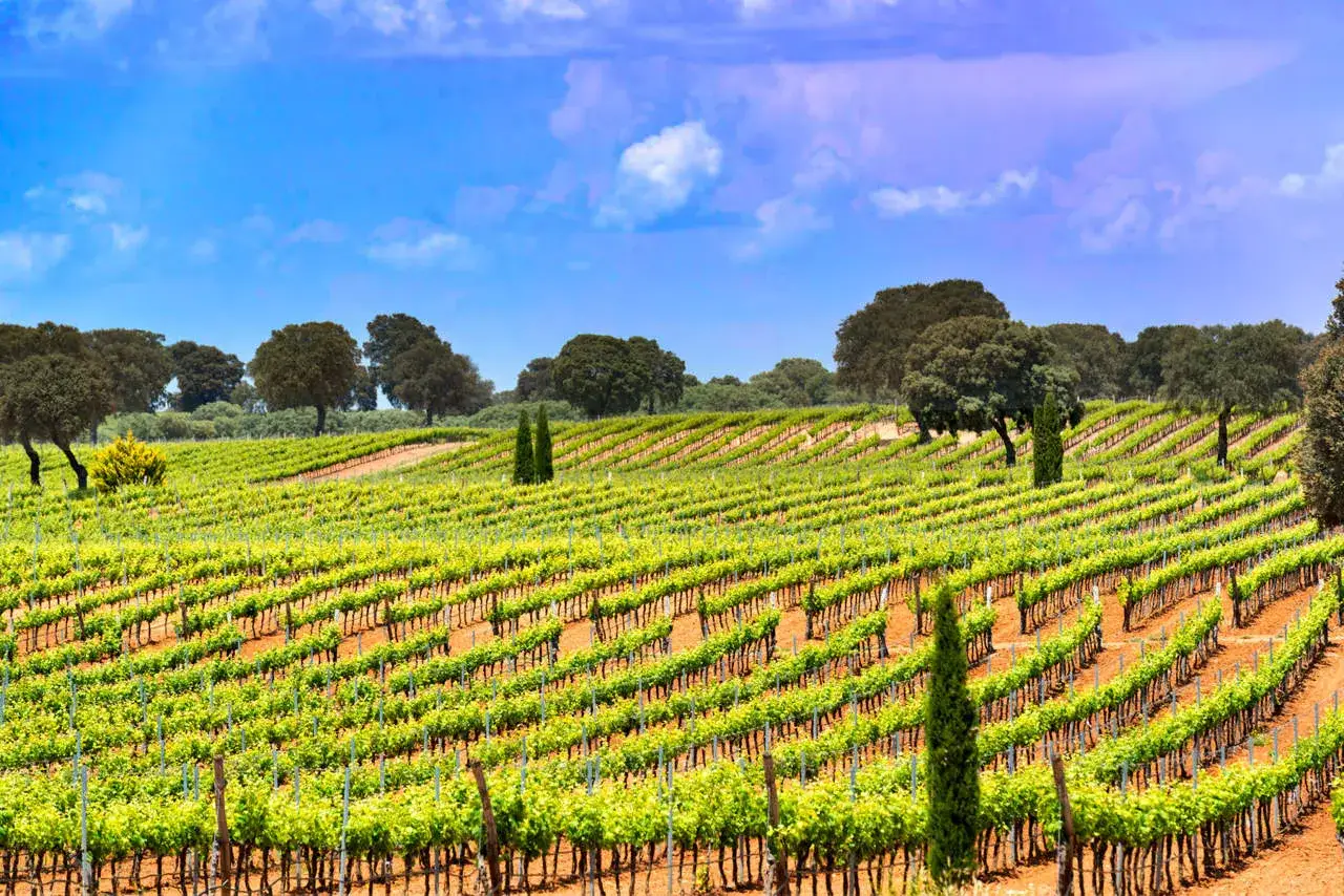 Vi&ntilde;edos verdes bajo un cielo azul, un paisaje que evoca la calidad de la denominaci&oacute;n de origen Almansa.